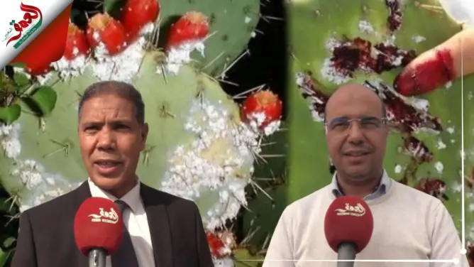 محاربة “الوحش الأبيض” متواصلة ومتخصصون يكشفون حقيقة استثماره في إنتاج الملونات الغذائية (فيديو)