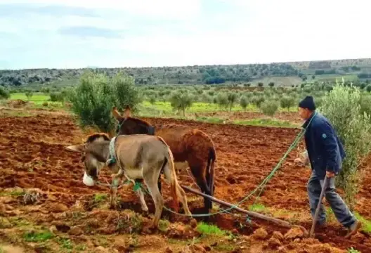 الاتحاد الاشتراكي يطالب بتخصيص دعم استثنائي للفلاحين لمواجهة غلاء المحروقات