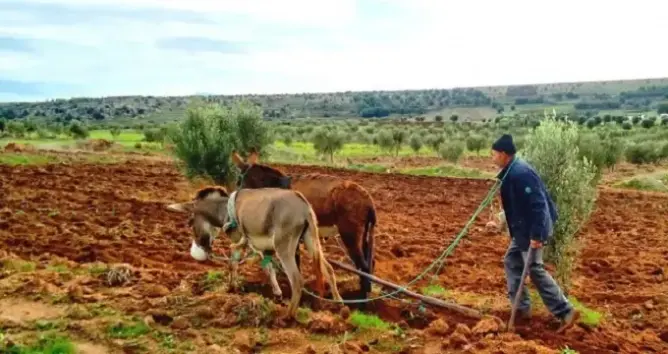 الاتحاد الاشتراكي يطالب بتخصيص دعم استثنائي للفلاحين لمواجهة غلاء المحروقات