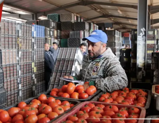 المغرب يتصدر صادرات الطماطم رغم الجفاف.. 701 مليون كلغ متفوقا على إسبانيا