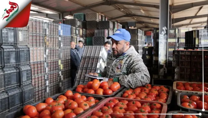 المغرب يتصدر صادرات الطماطم رغم الجفاف.. 701 مليون كلغ متفوقا على إسبانيا