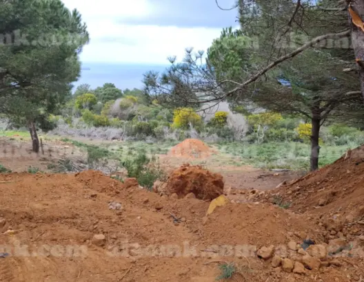 غابة السلوقية.. هل تم الاعتداء على الملك الغابوي بطنجة؟