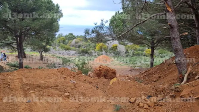 غابة السلوقية.. هل تم الاعتداء على الملك الغابوي بطنجة؟