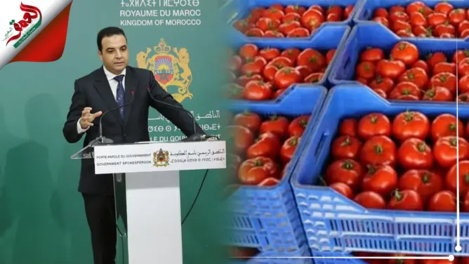 الحكومة: أسعار الطماطم بين 2 و4 دراهم ومتوفرة بشكل كافٍ