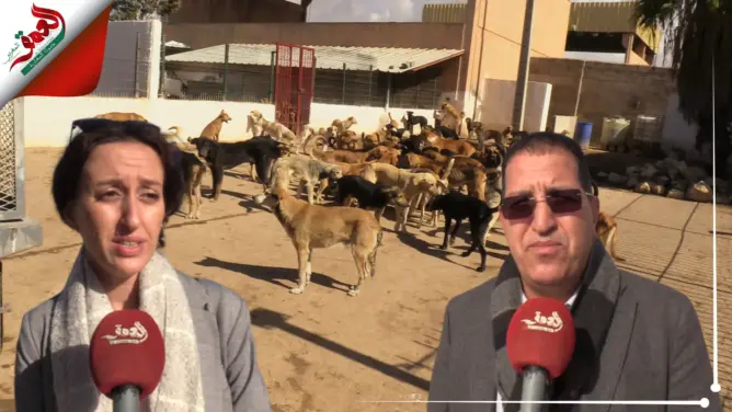 الكلاب الضالة تزعج ساكنة أكادير والسلطات تتخذ إجراءات للقضاء على الظاهرة (فيديو)