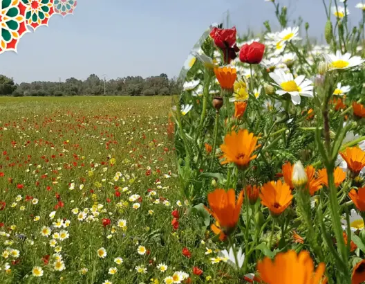 مشاهد رائعة من ضواحي الرباط .. الأمطار تعيد البهجة للأرض