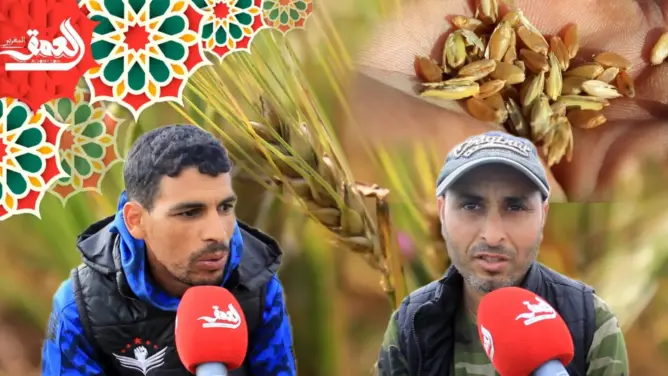 التساقطات الأخيرة تدخل الفرحة على فلاحي دكالة