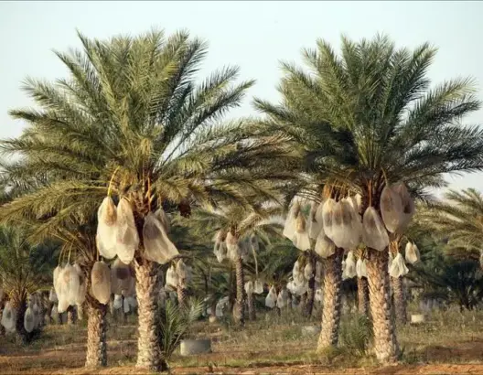 “لوبيات النخيل” تستغل الجفاف لتهجير تراث زاكورة نحو المدن الكبرى