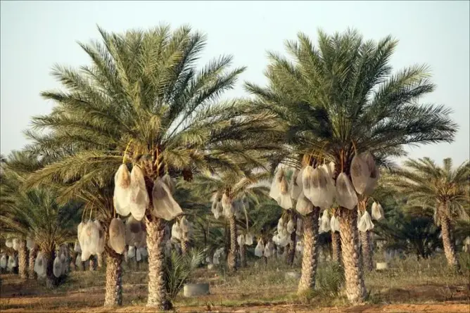 “لوبيات النخيل” تستغل الجفاف لتهجير تراث زاكورة نحو المدن الكبرى