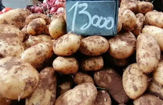 البراعم والبقع الخضراء والبنفسجية في البطاطس .. هل هي سامة؟