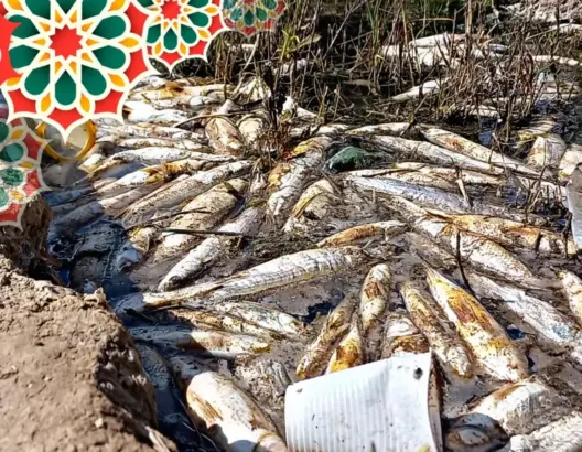 كارثة بيئية بأزمور.. “شبح” نفوق الأسماك بنهر أم الربيع يعود من جديد