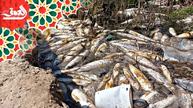 كارثة بيئية بأزمور.. “شبح” نفوق الأسماك بنهر أم الربيع يعود من جديد