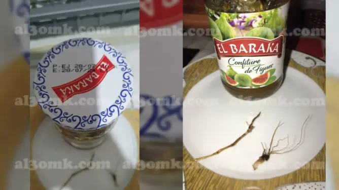 مواطن يعثر على جذور شجرة داخل زجاجة مربى ويستعد لمقاضاة الشركة المصنعة (صورة)