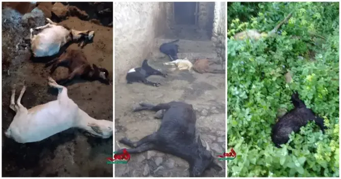 نفوق أزيد من 200 رأس معز بشكل “غامض” بنواحي تطوان.. ولجنة من الفلاحة تقدم تفسيرا (صور)