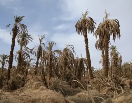 نبهوا إلى خطر اندثار الواحات.. فلاحون ونشطاء بيئيون يطالبون بإعلان زاكورة منطقة منكوبة (فيديو)