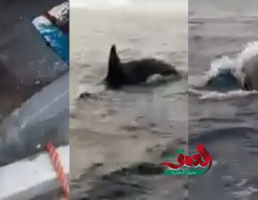 حيتان “أوركا” القاتلة تهاجم مجموعة من مراكب صيد سواحل طنجة (فيديو)