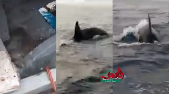 حيتان “أوركا” القاتلة تهاجم مجموعة من مراكب صيد سواحل طنجة (فيديو)