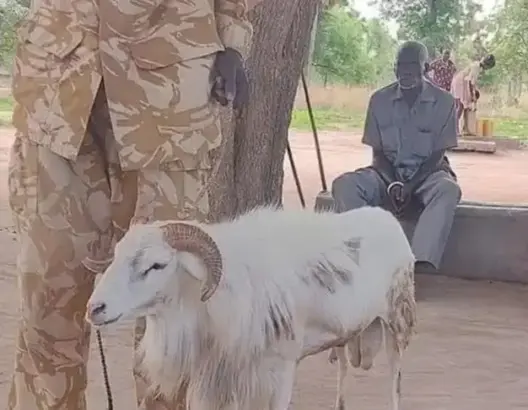 سابقة.. محكمة بجنوب السودان تدين خروفا بثلاث سنوات سجنا لقتله امرأة