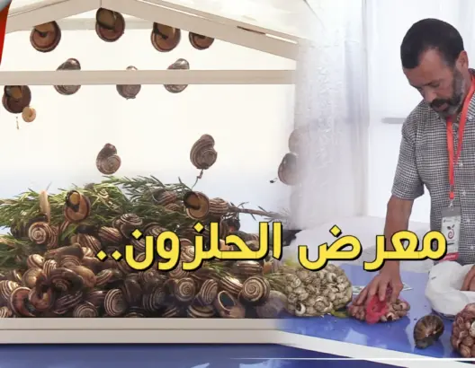 المغرب يحتضن أول معرض للحلزون بإفريقيا ومهنيون يكشفون فوائده (فيديو)