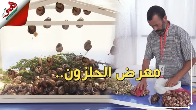 المغرب يحتضن أول معرض للحلزون بإفريقيا ومهنيون يكشفون فوائده (فيديو)