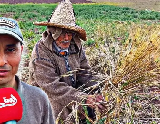 “المط” و”الغمرة” يدويا وبالمنجل.. عادات فلاحية متجدرة في موسم الحصاد بدكالة (فيديو)