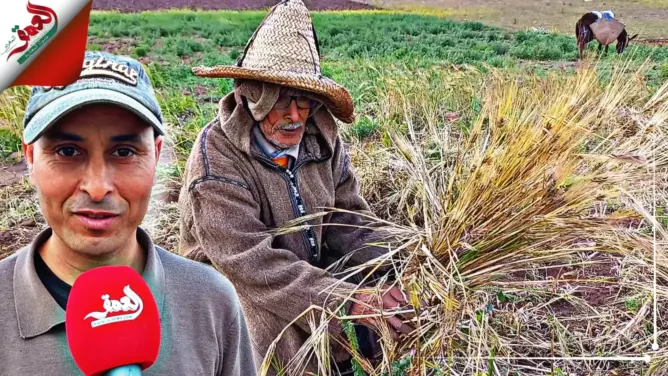 “المط” و”الغمرة” يدويا وبالمنجل.. عادات فلاحية متجدرة في موسم الحصاد بدكالة (فيديو)