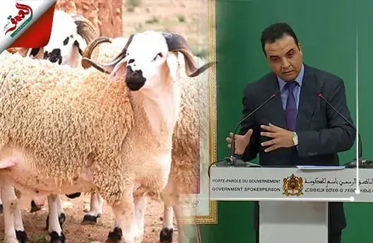 الحكومة: 7 مليون رأس غنم موجهة لعيد الأضحى و242 ألف مزرعة تسمين خضعت للمراقبة