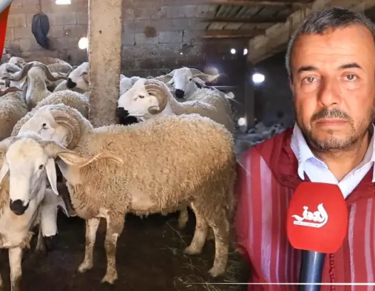 ارتفاع صاروخي في أثمنة أضحية العيد.. والكسابة: العلف غالي وموصلناش الدعم والجفاف ضيع علينا فرصة الرعي (فيديو)