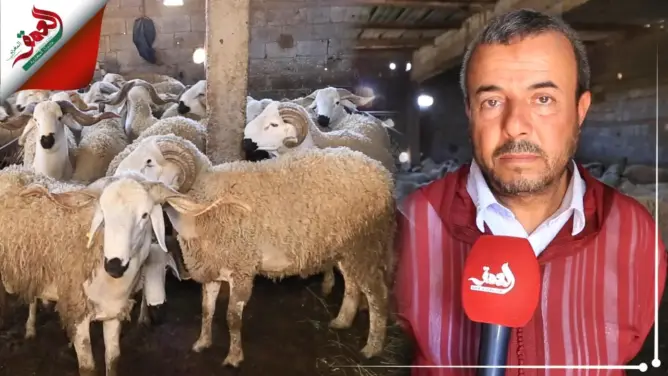 ارتفاع صاروخي في أثمنة أضحية العيد.. والكسابة: العلف غالي وموصلناش الدعم والجفاف ضيع علينا فرصة الرعي (فيديو)