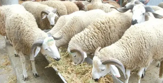 صحيفة جزائرية تروج لعيد الأضحى عبر صورة لأضاحي مغربية