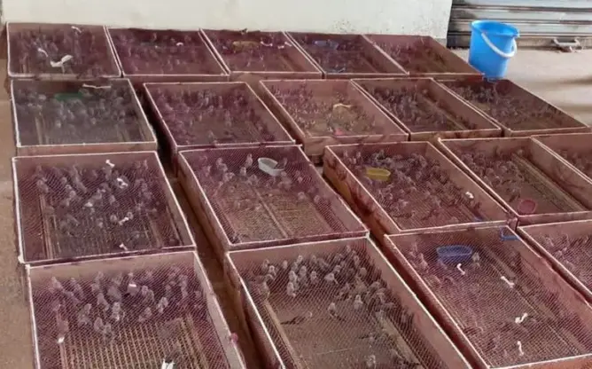 أمن وجدة يحبط تهريب مئات الطيور من فصيلة “الحسون” نحو الجزائر ويعتقل أربعة أشخاص