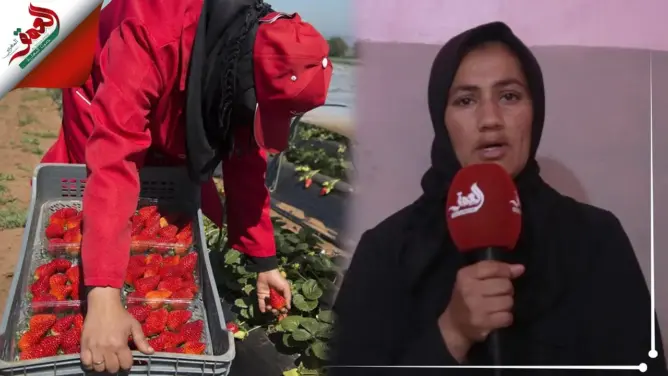 فقدت القدرة على الحركة والنطق.. عاملة مغربية بحقل فراولة باسبانيا تستغيث