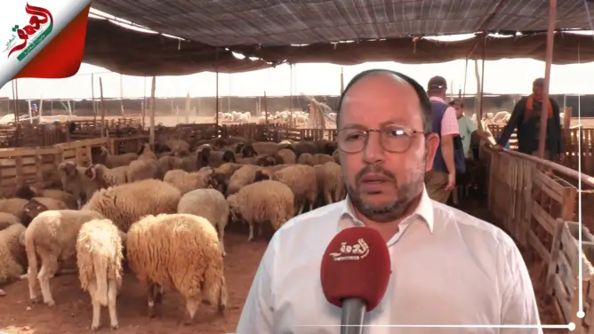 أكادير.. “رحبات بيع الاضاحي” تعود إلى الواجهة ومجلس أخنوش يوضح(فيديو)