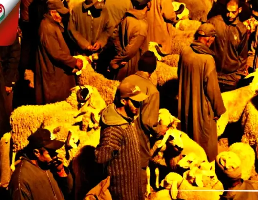 خميس الزمامرة.. هذه أسعار الأضاحي بأشهر أسواق دكالة و”الكسابة” يعزون الغلاء للأعلاف