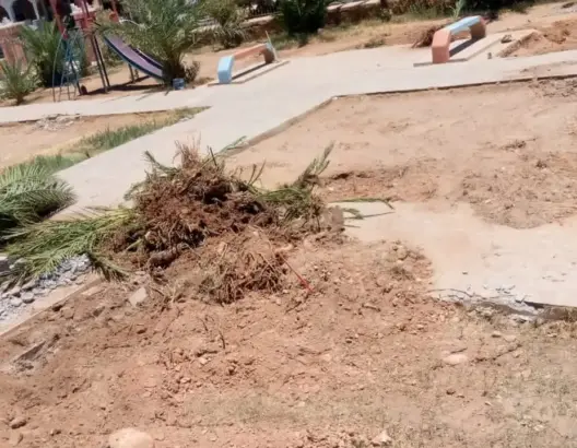 جريمة بيئية تنسف عشرات الأشجار بزاكورة.. ورئيس الجماعة يوضح