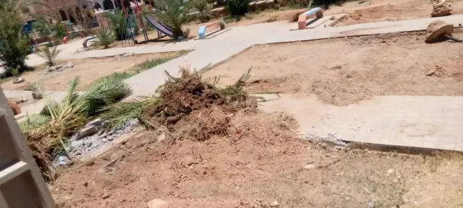 جريمة بيئية تنسف عشرات الأشجار بزاكورة.. ورئيس الجماعة يوضح