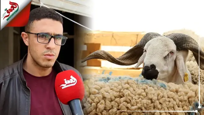 أضاحي العيد بسلا.. تعرف على الأسعار وسبب البيع في الكراجات