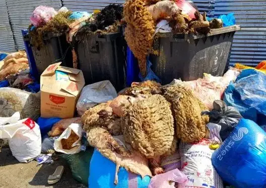 عيد الأضحى .. تعبئة 880 شاحنة وأزيد من 5400 عامل نظافة بالدار البيضاء