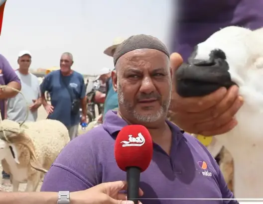 كبش سردي أصيل بسوق المهاية بوجدة.. مواطن يكشف ثمنه وسر الإقبال عليه (فيديو)