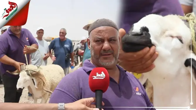 كبش سردي أصيل بسوق المهاية بوجدة.. مواطن يكشف ثمنه وسر الإقبال عليه (فيديو)
