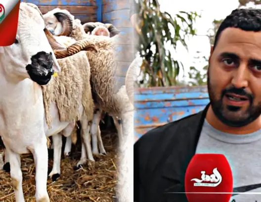 من رحبة أزمور.. كساب متخصص في بيع سلالة “الصردي” يكشف مميزاتها (فيديو)