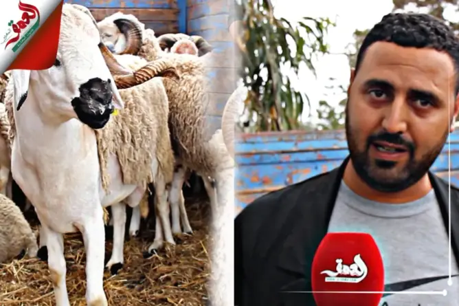 من رحبة أزمور.. كساب متخصص في بيع سلالة “الصردي” يكشف مميزاتها (فيديو)