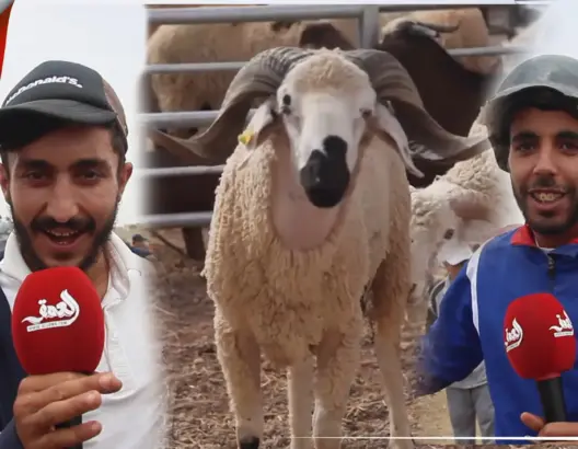 "الحولي داير كرون في وجدة".. سائقو "التريبورتور": غلاء الأغنام والمحروقات ماخلاو لينا مانخدمو (فيديو)