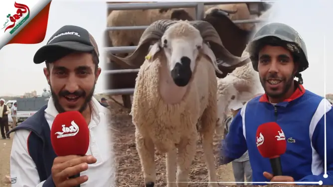 "الحولي داير كرون في وجدة".. سائقو "التريبورتور": غلاء الأغنام والمحروقات ماخلاو لينا مانخدمو (فيديو)