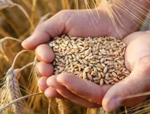 روسيا تلوح بإنهاء صفقة الحبوب إذا تم حظر الصادرات إليها