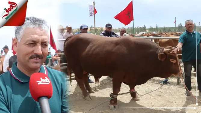 يبلغ وزنه أزيد من 3 قناطير.. ثور ضخم يفوز بمسابقة أبقار سلالة “والماس زعير” (فيديو)