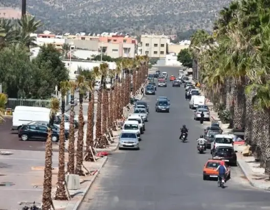 نشطاء بيئيون يراسلون عمدة البيضاء لوقف غرس النخيل بشوارع المدينة