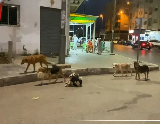 الكلاب الضالة تهدد حياة سكان المحيط العيايدة بسلا .. ومطالب للسلطات بالتدخل (فيديو)