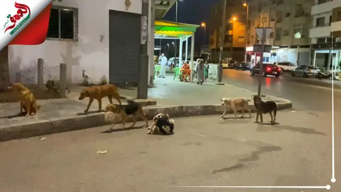 الكلاب الضالة تهدد حياة سكان المحيط العيايدة بسلا .. ومطالب للسلطات بالتدخل (فيديو)