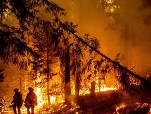 الجزائر.. وفاة 26 شخصا في حرائق الغابات والسلطات تعلن تعطل طائرة الإطفاء الروسية الوحيدة